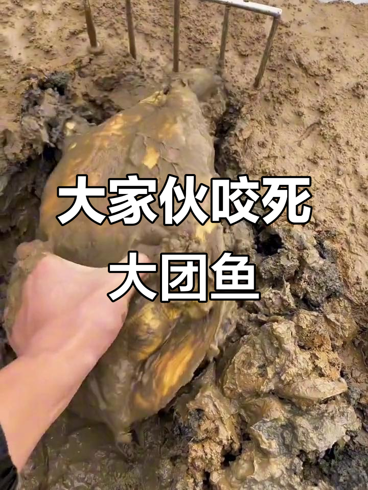 鱼塘惊现大团鱼，竟然被这只大家伙咬死！