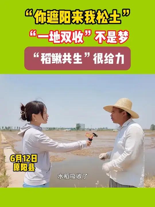 稻鳅共生,一地双收不是梦