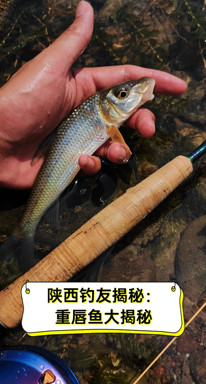 陕西钓友揭秘:重唇鱼大揭秘