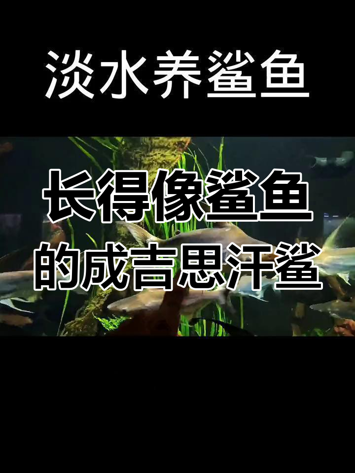 成吉思汗鲨与蓝鲨的秘密,究竟是不是同一种鱼?