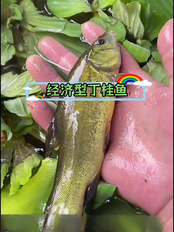 丁桂鱼:耐低温、高成活率的优质鱼类