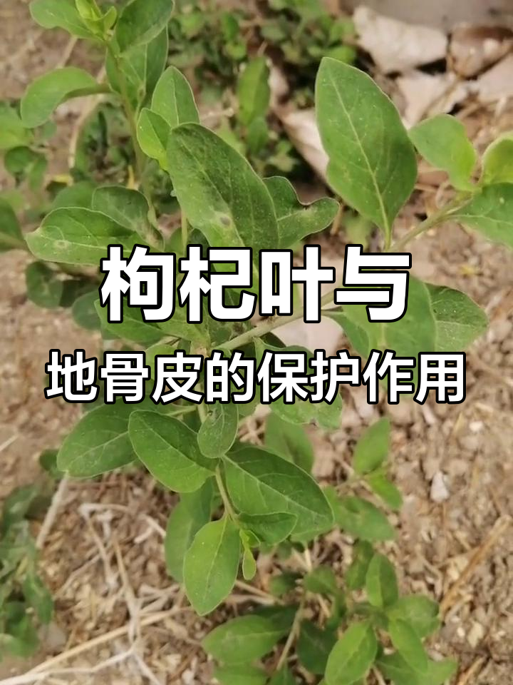 枸杞叶的神奇功效,保护健康从根部开始