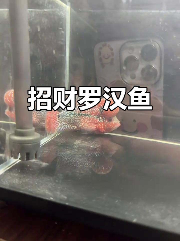 罗汉鱼与莫斑莲:风水中的财运象征