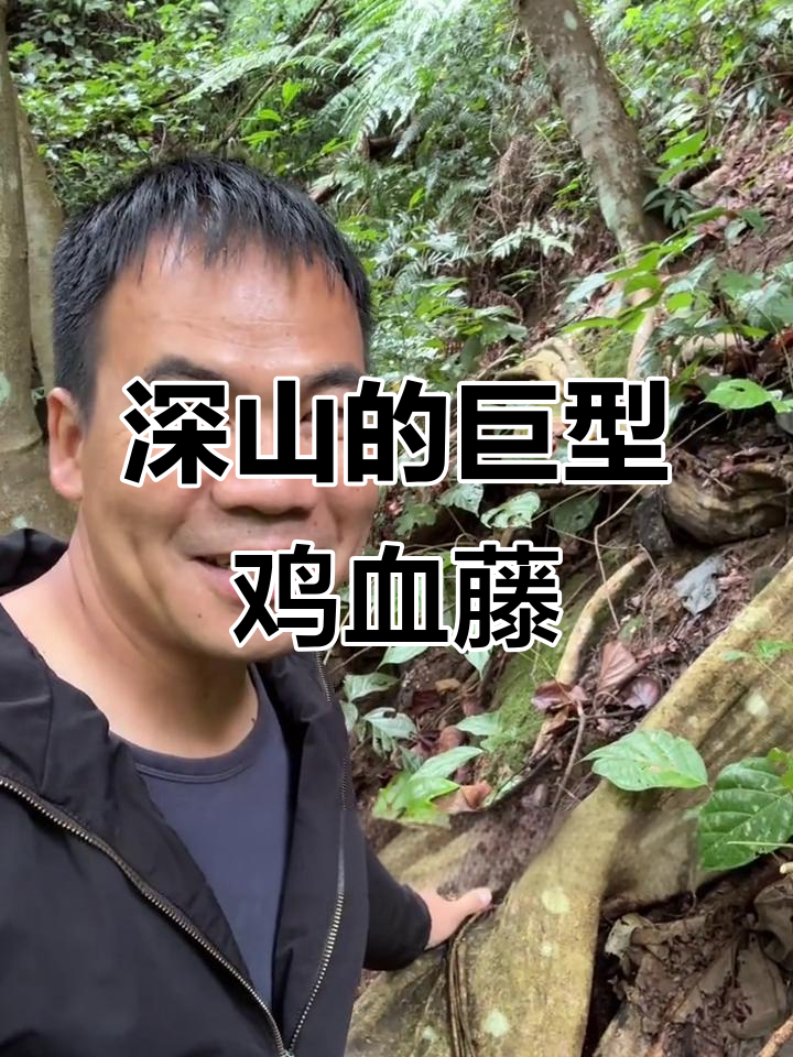 深山发现超大鸡血藤，运出难题让人头疼