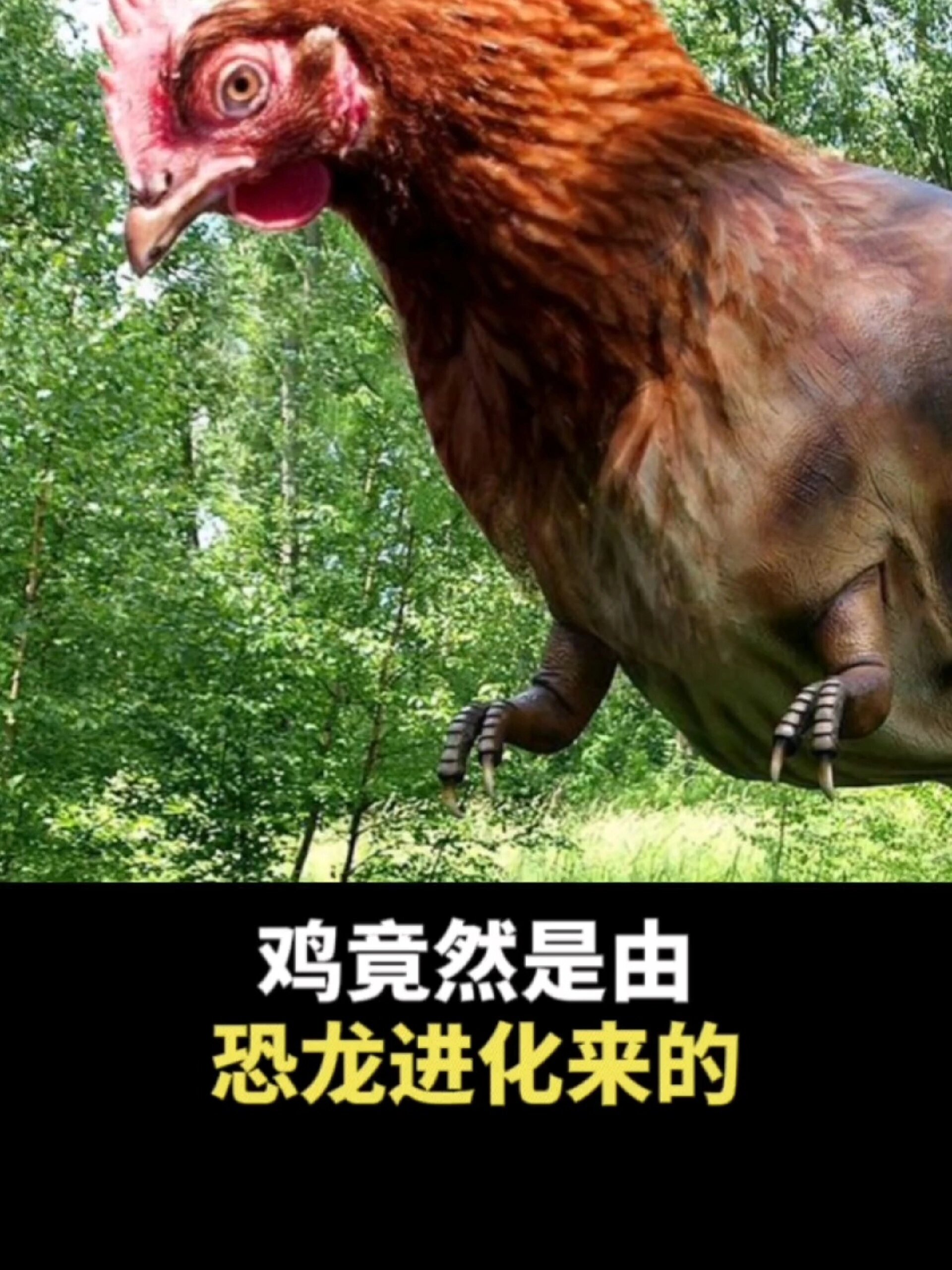 鸡的祖先竟然是恐龙