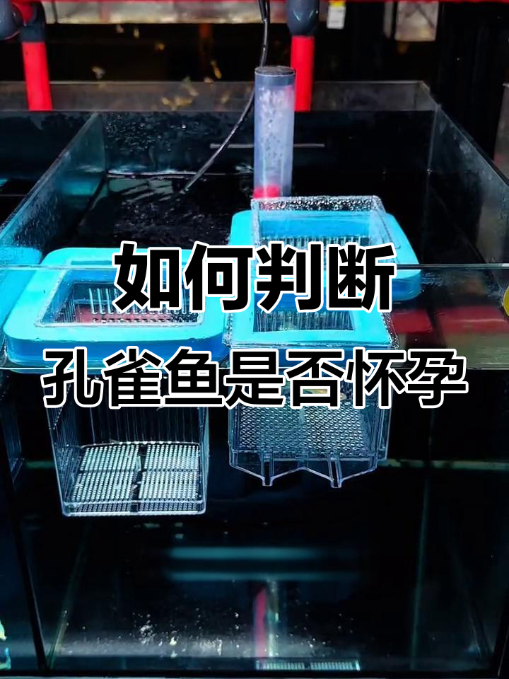 孔雀鱼快生了?看这两个信号就能判断