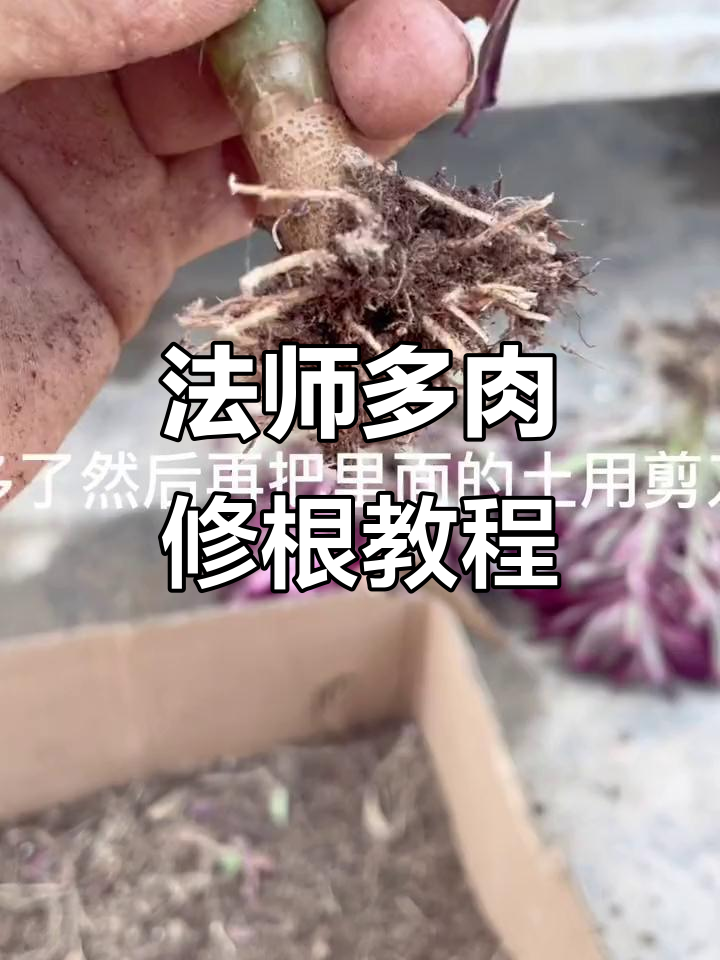 如何修根法师多肉,轻松上盆步骤全解析