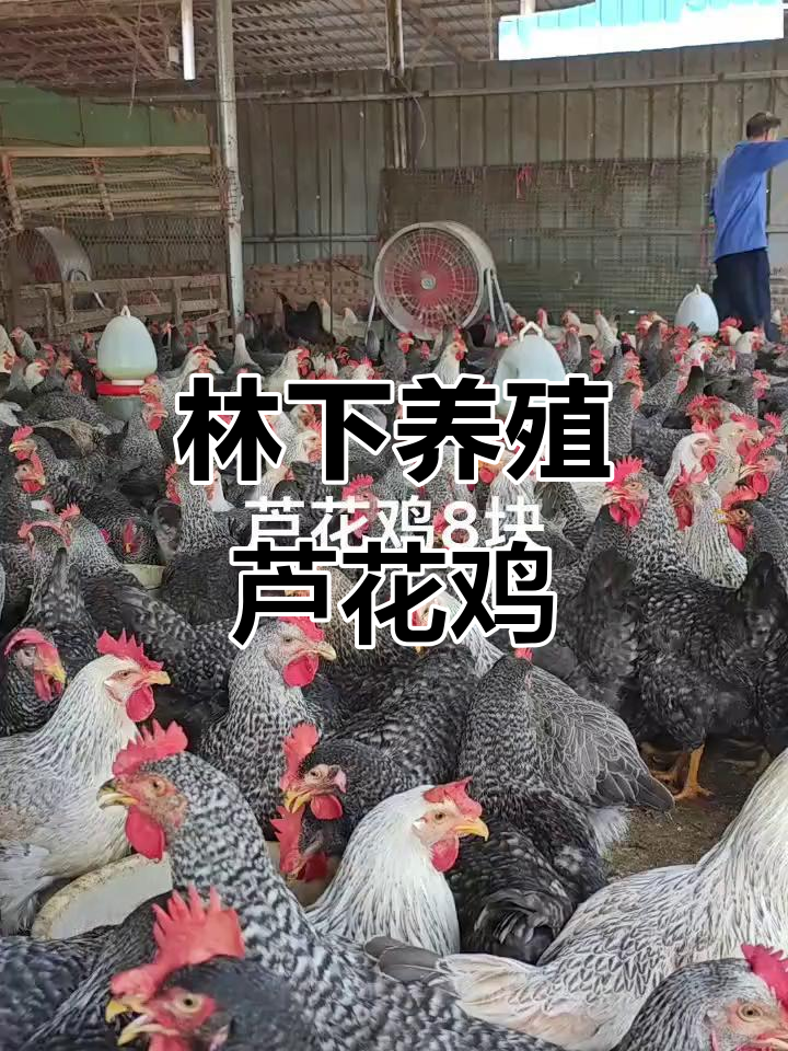 芦花鸡散养生态,8元一斤的优质美味