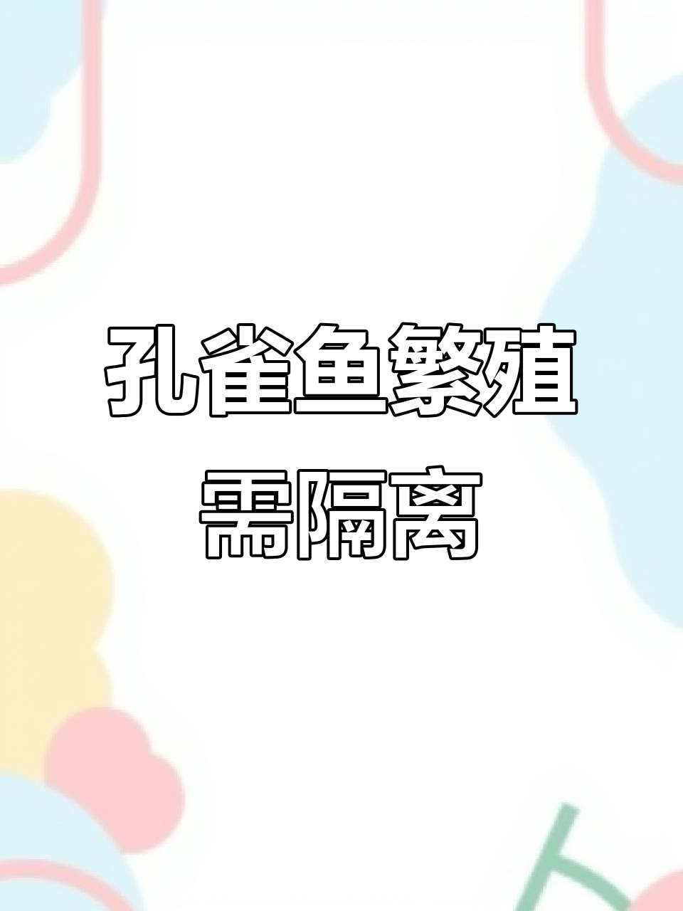 孔雀鱼生宝宝,隔离盒必备提高成活率