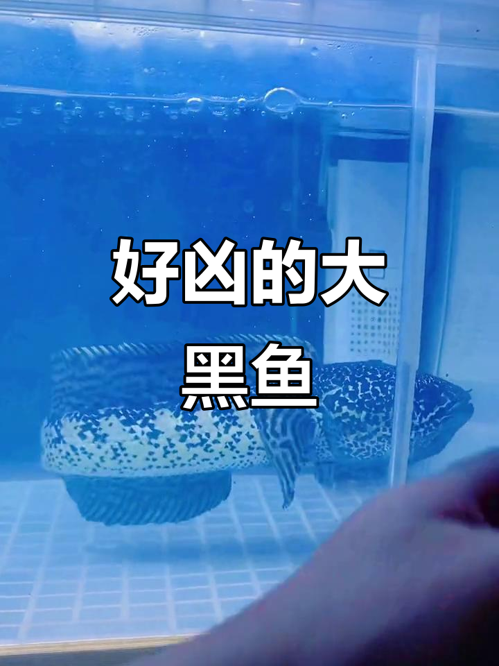 印度斗鱼大黑鱼,猛得让人上头!