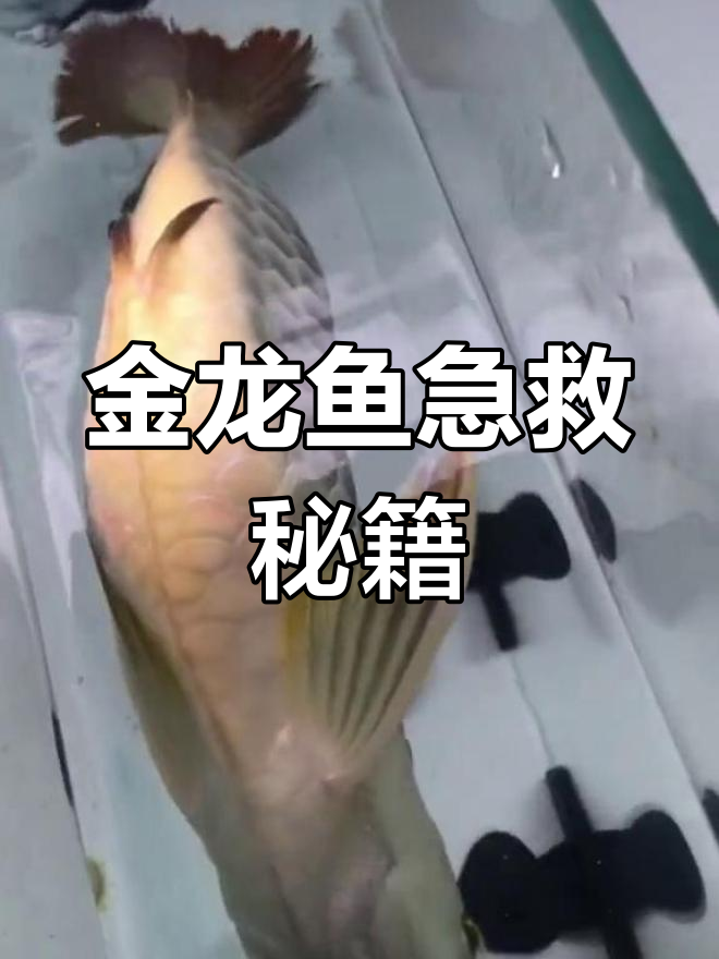 紧急救援金龙鱼,按这步操作能救回大部分损失!