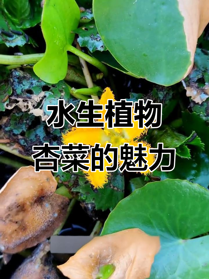 荇菜:水生草本植物的美丽与价值