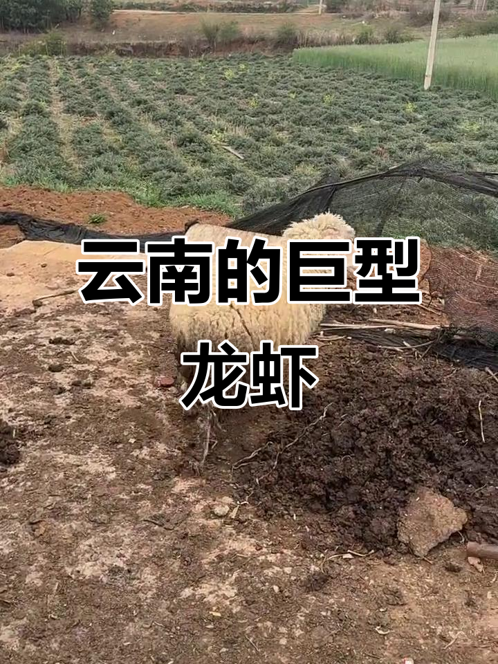 云南陆地大龙虾,竟然能拉马车!