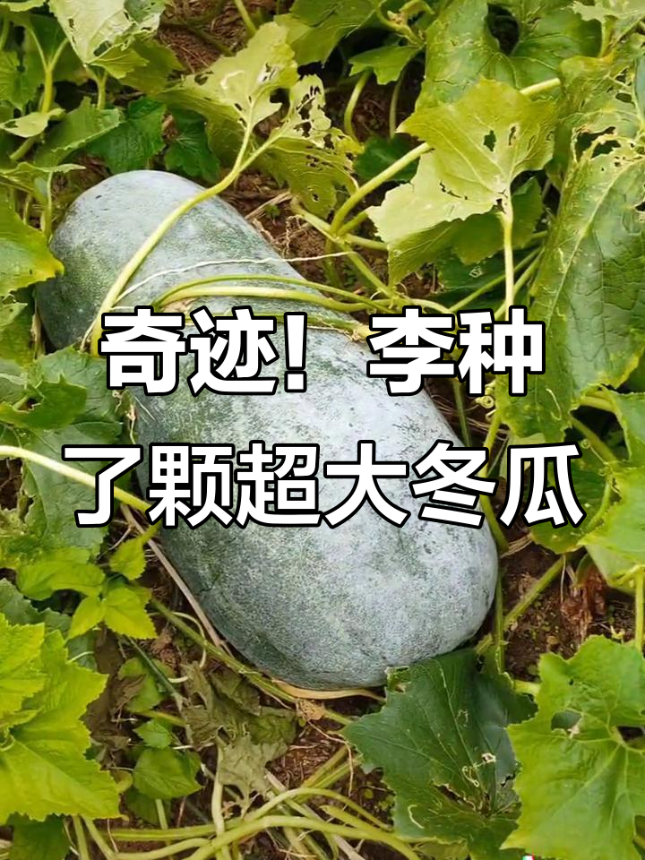 李家冬瓜大丰收,十多个超大号瓜让人惊讶