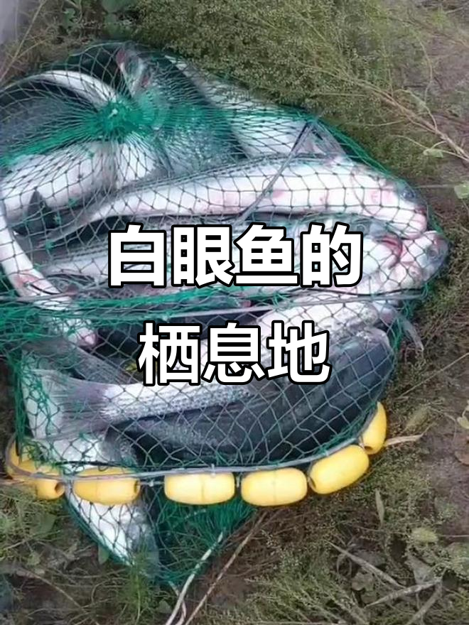 白眼鱼，又称乌鲻，常见于沿海及河口地带