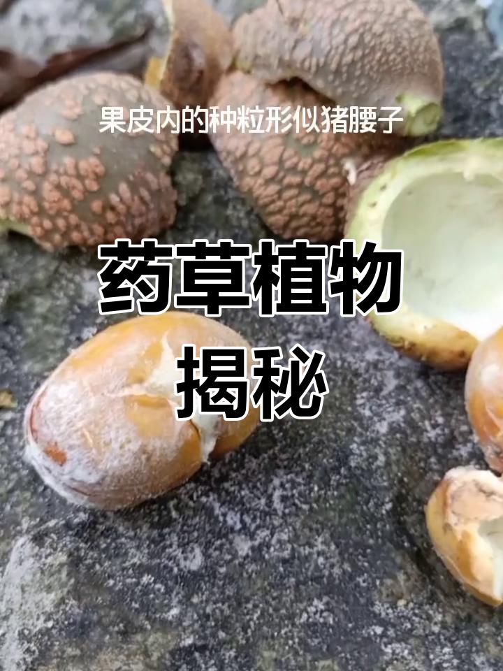 厚果崖豆藤含鱼藤酮,可作农药