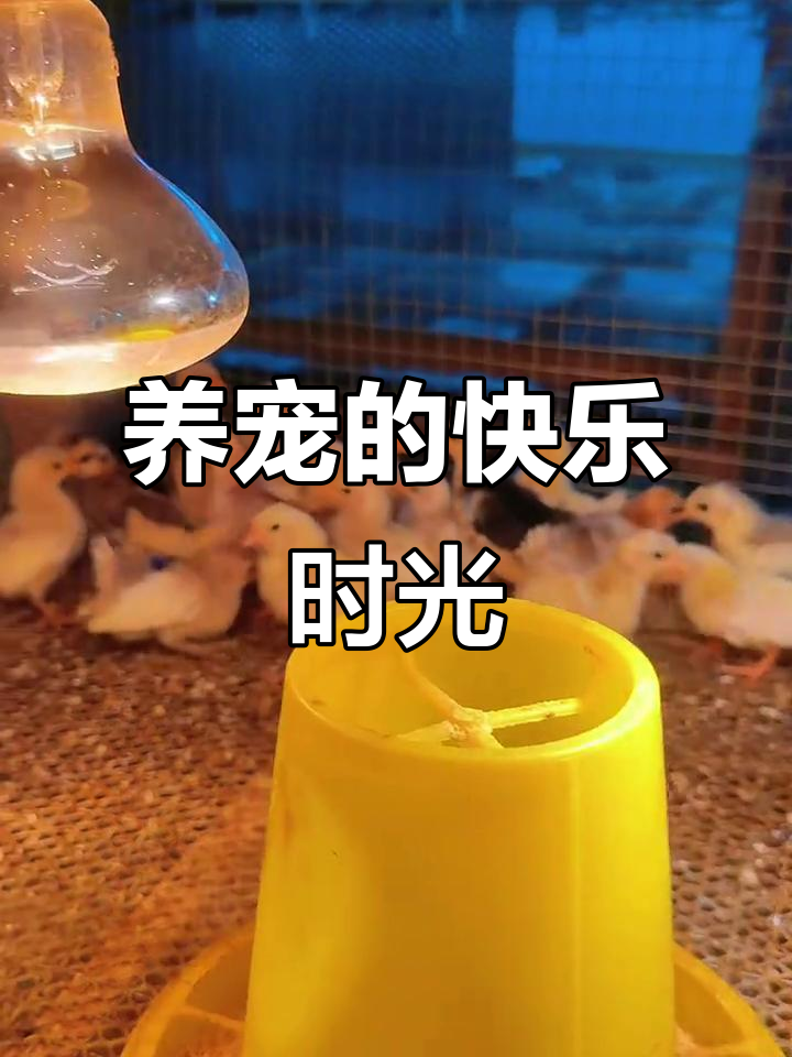 竹鸡、塞拉玛与元宝鸡苗，养宠人的治愈良方