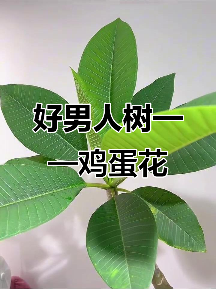 鸡蛋花：忠贞爱情的象征与室内外绿植推荐