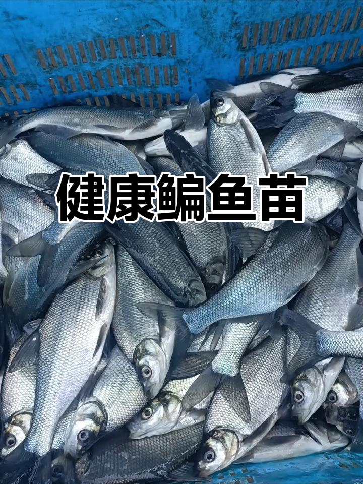 长江鳊鱼苗,健康易养,规格统一,饵料消耗低