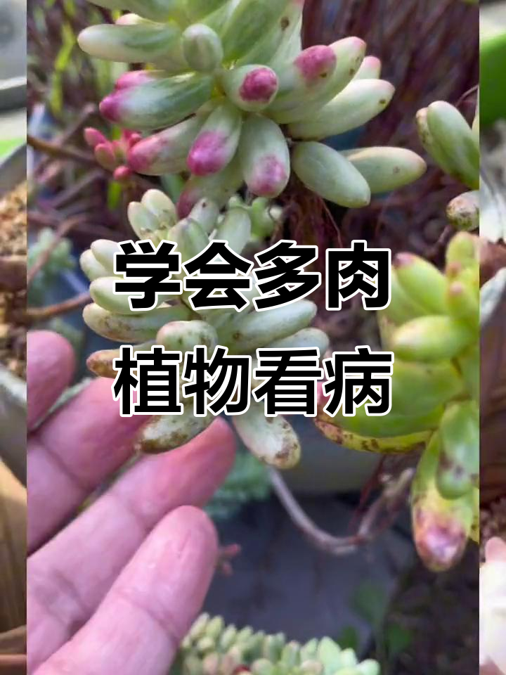 多肉植物常见病害识别与防治技巧，轻松搞定黑斑、白粉等问题