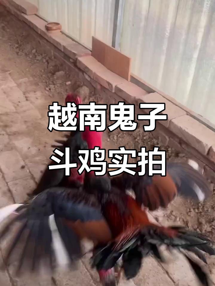 越南斗鸡现场，激烈对决一触即发
