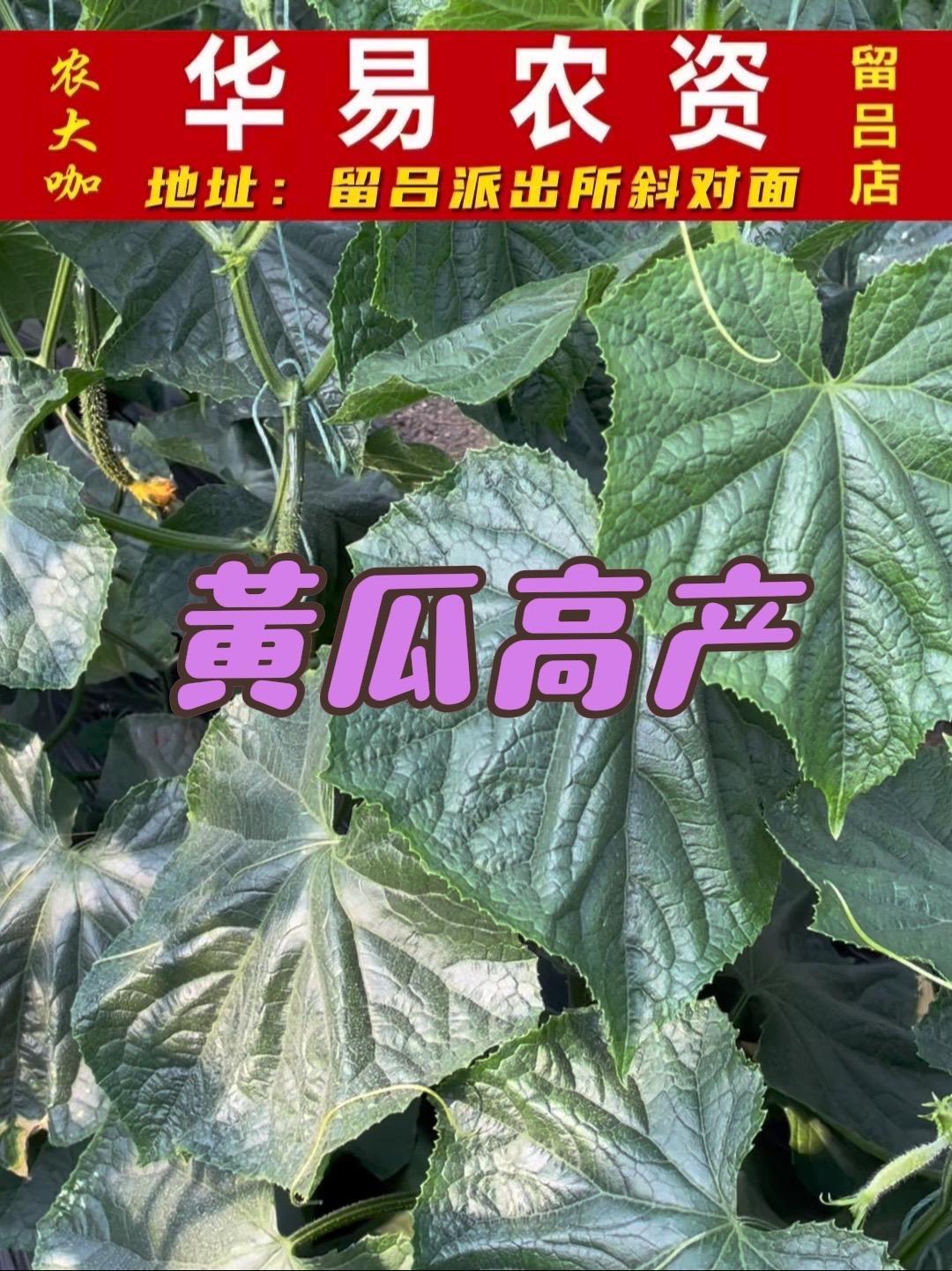 这样种黄瓜,就没有产量低了的!不服的来挑战!蔬菜种植技术 蔬菜基地 蔬菜种植 黄瓜种植