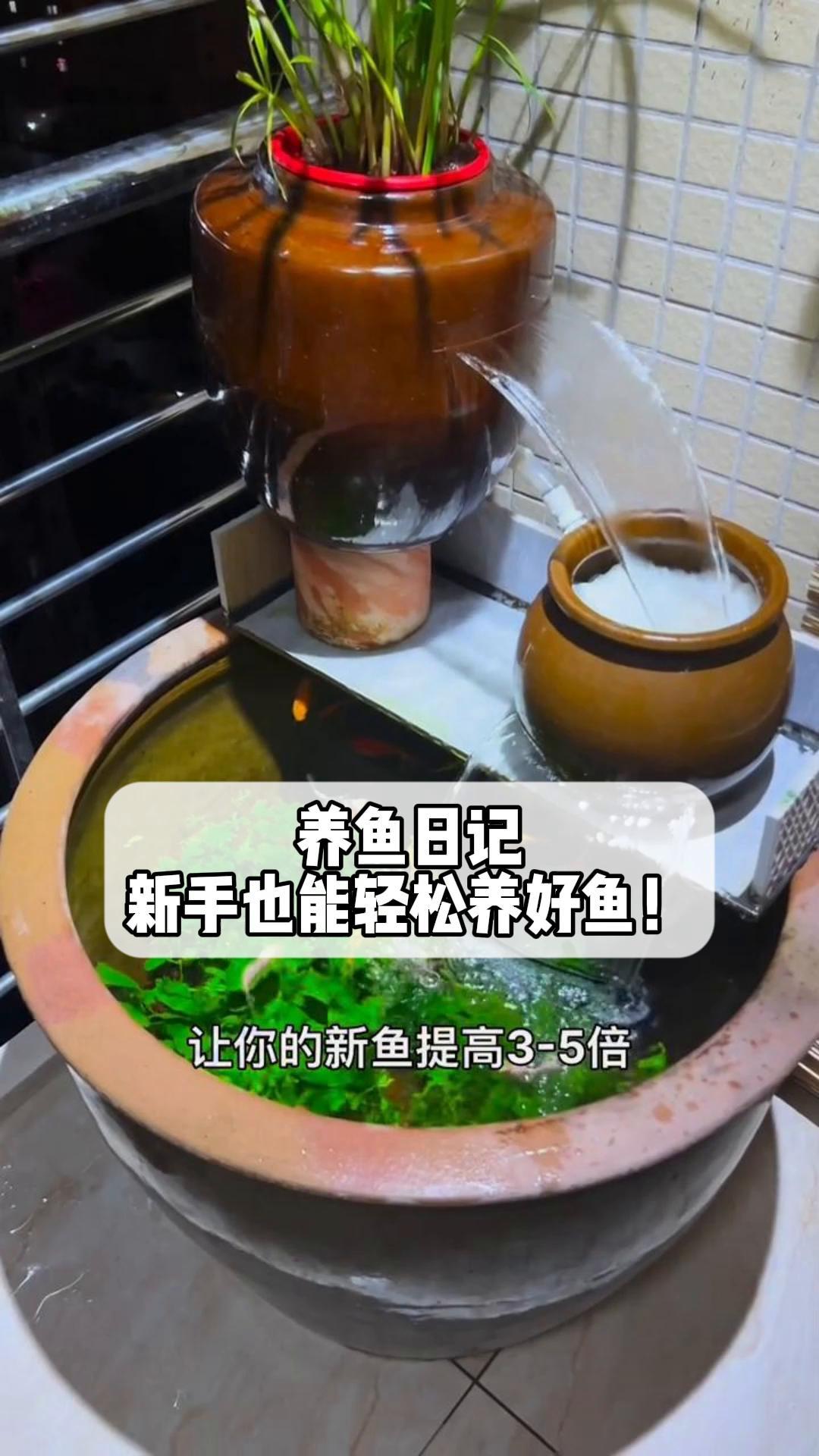 养鱼日记,新手也能轻松养好鱼!