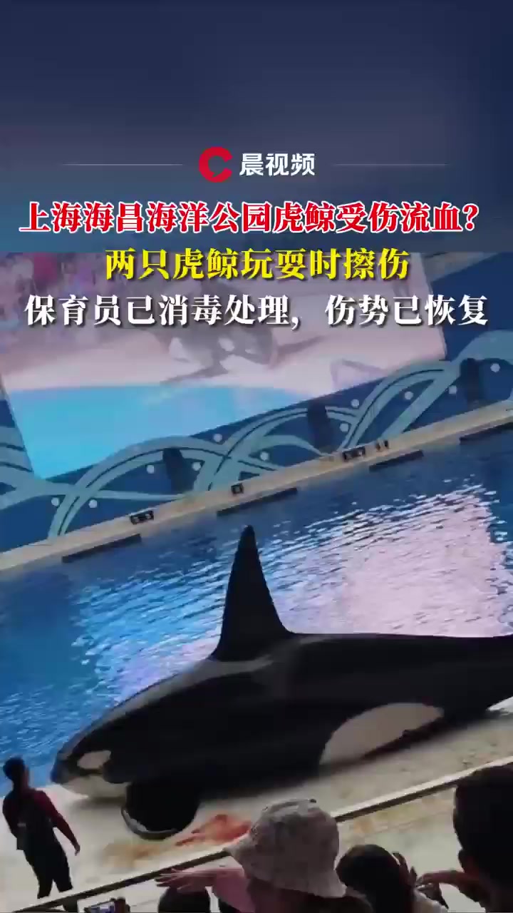 上海海昌海洋公园虎鲸疑似受伤?工作人员:两只虎鲸玩耍时擦伤,保育员已消毒处理
