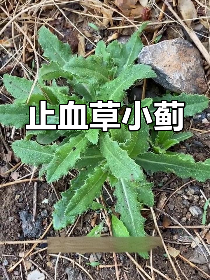 小蓟:野菜与草药双重身份