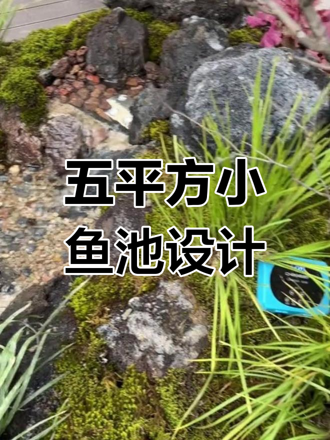 小鱼池过滤原理揭秘:五平米打造循环水系统