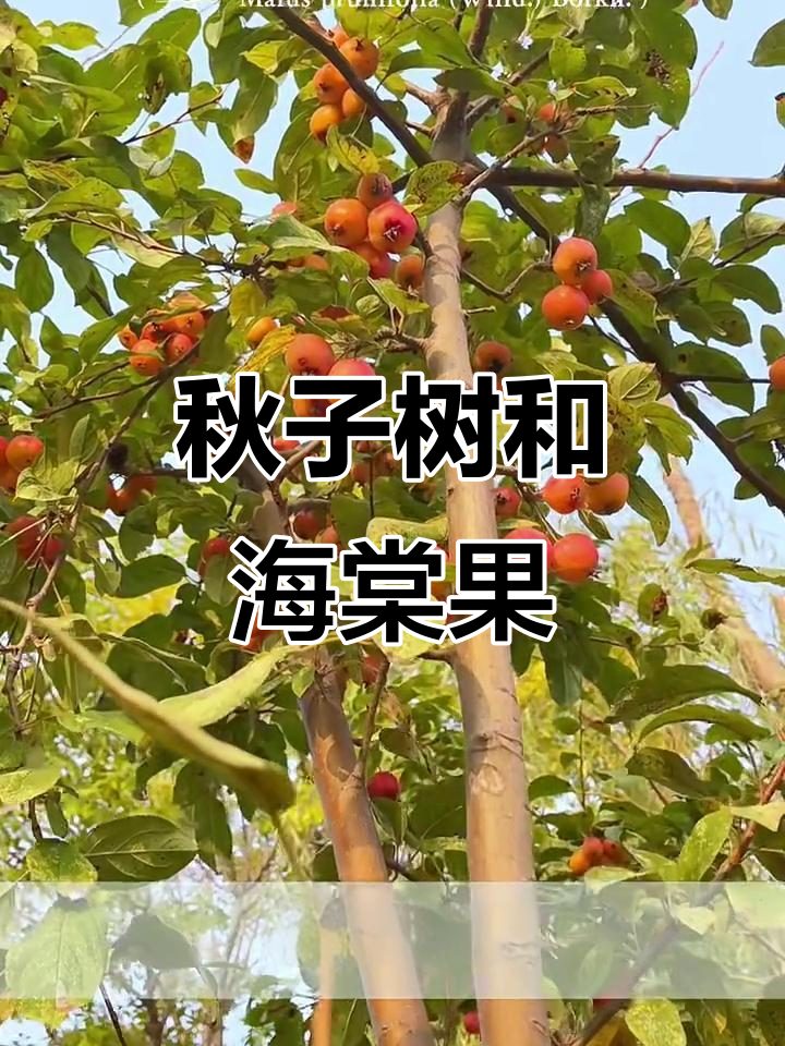 秋子树与海棠果的真相,原来它们是同一种果实!