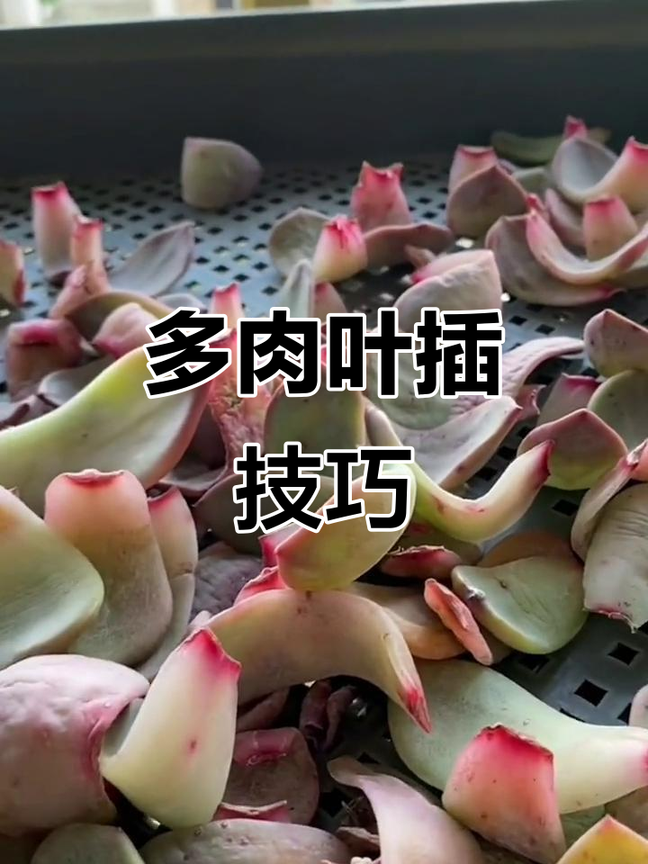 如何避免多肉叶插只长根不长芽?教你正确操作提高成活率