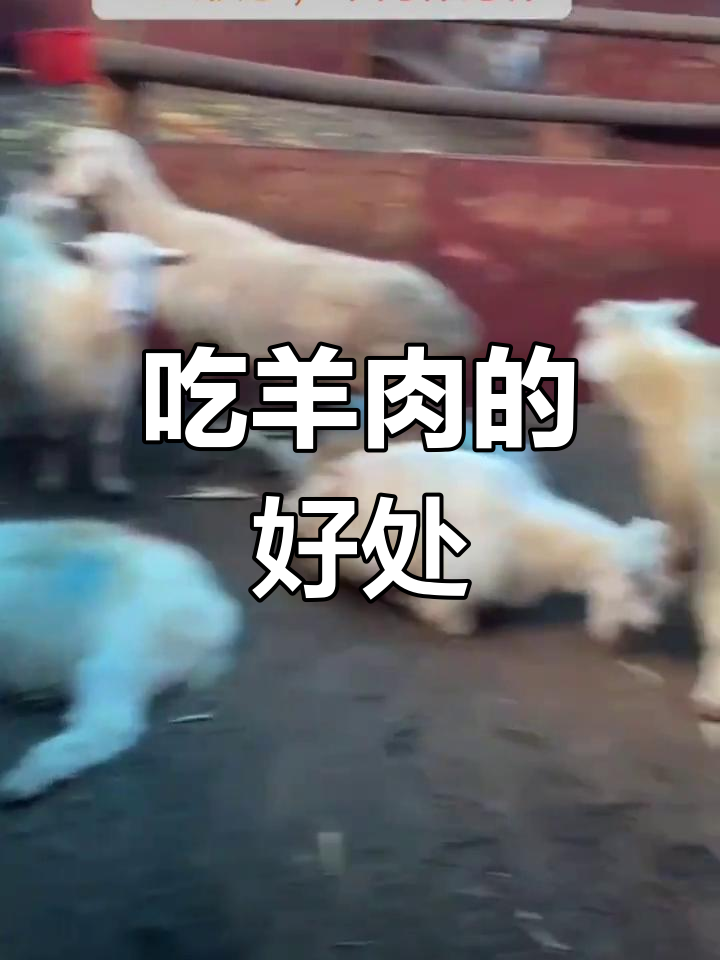 羊肉的滋补功效与作用