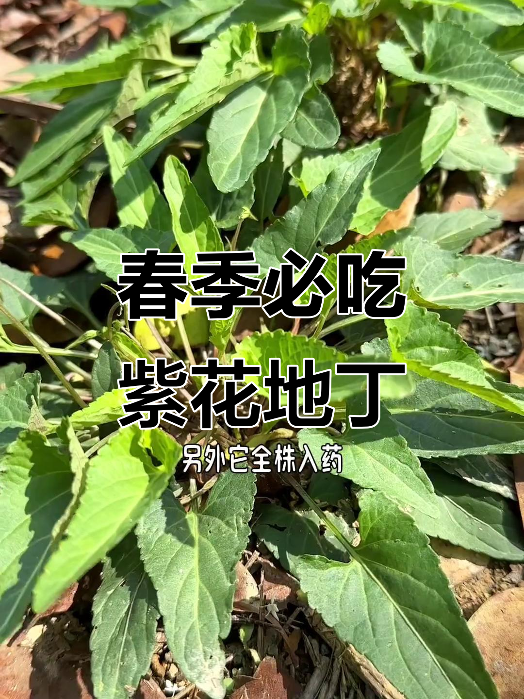 春天里的美味紫花地丁,野菜中的极品!