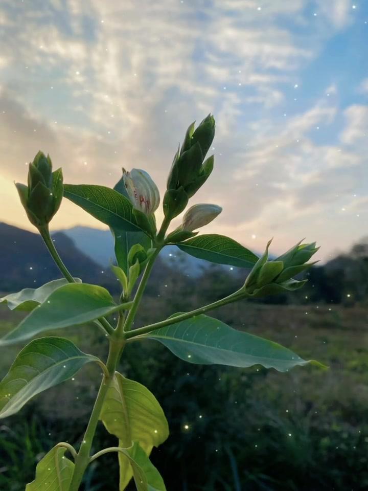 究竟是什么样的结局才配的上这一路的颠沛流离,人生总有太多的来不及,那些曾经美好的日子,都已