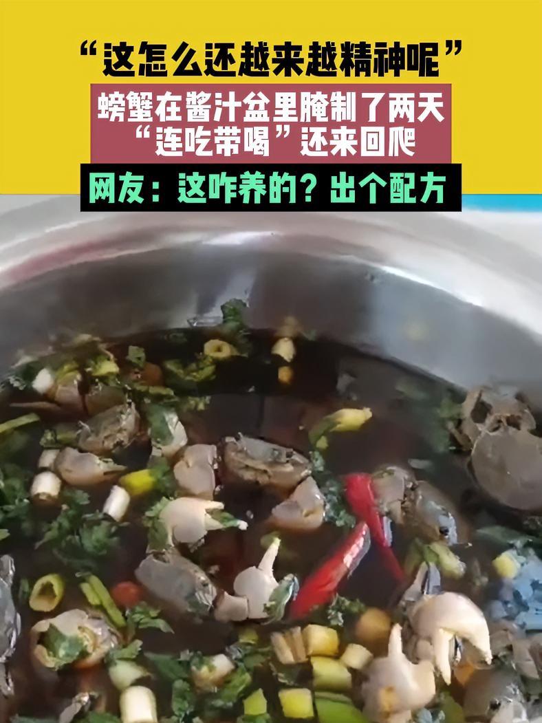 4月11日 辽宁(发布):“这怎么还越来越精神呢”,螃蟹在酱汁盆里腌制了两天 “连吃带喝”