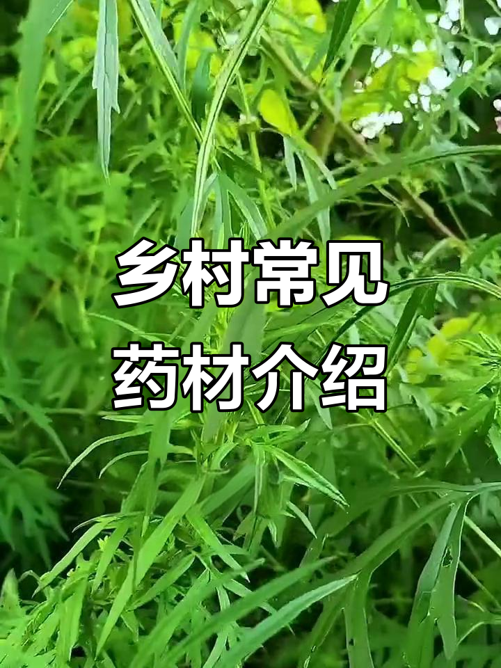乡间百草:鸡头黄精、白芷等中草药大揭秘