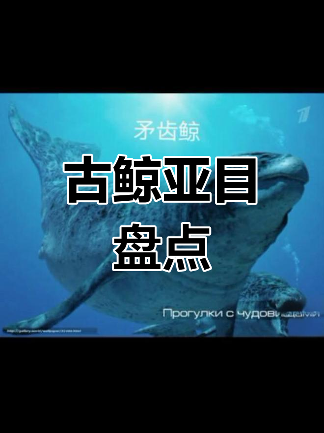 7种已灭绝的古代鲸鱼