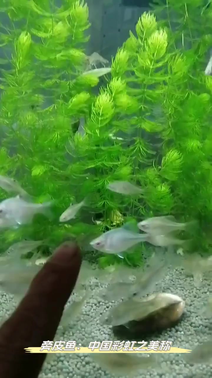 旁皮鱼:中国彩虹之美称