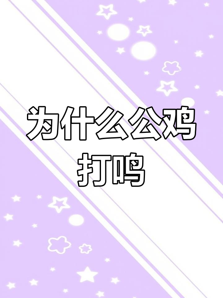 公鸡为何黎明啼叫?揭秘背后的原因