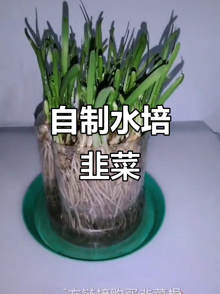 水培韭菜,轻松在家种植绿色蔬菜