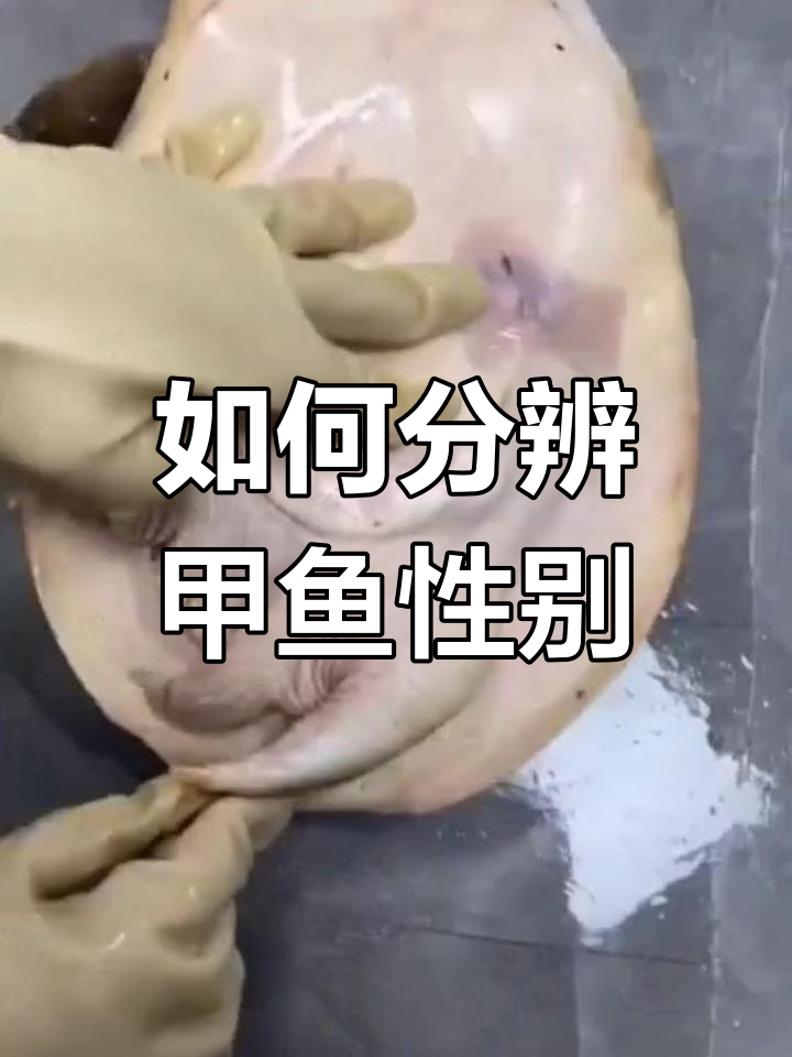 甲鱼公母辨别法