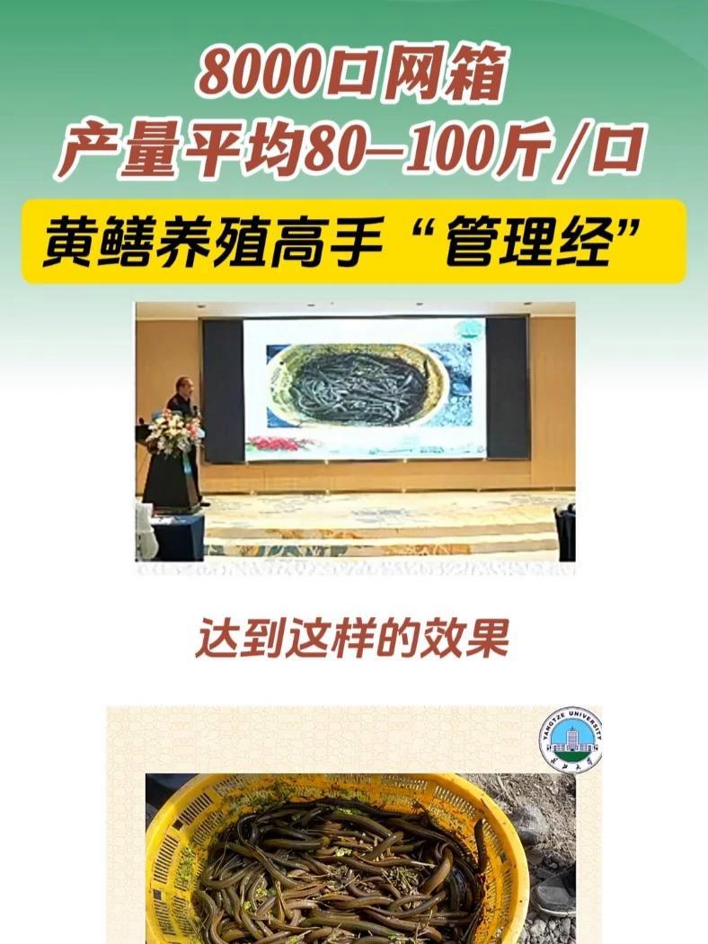 产量平均80-100斤/口,黄鳝养殖高手“管理经” 黄鳝养殖 黄鳝养殖技术 龙昌动保旗舰店