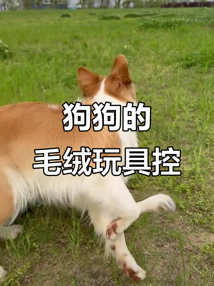 小狗疯狂爱玩巡回游戏,毛绒玩具成了它的最爱