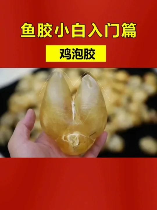 鱼胶小白入门之鸡泡胶