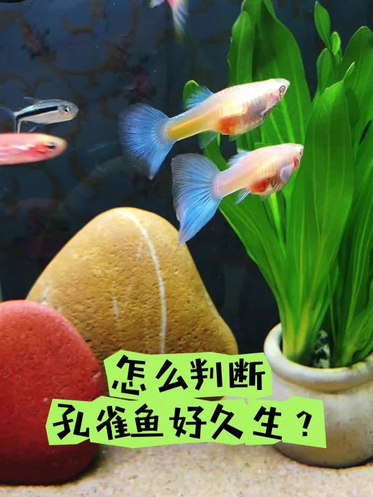 怎么判断孔雀鱼生宝宝?看完这个你就明白了!
