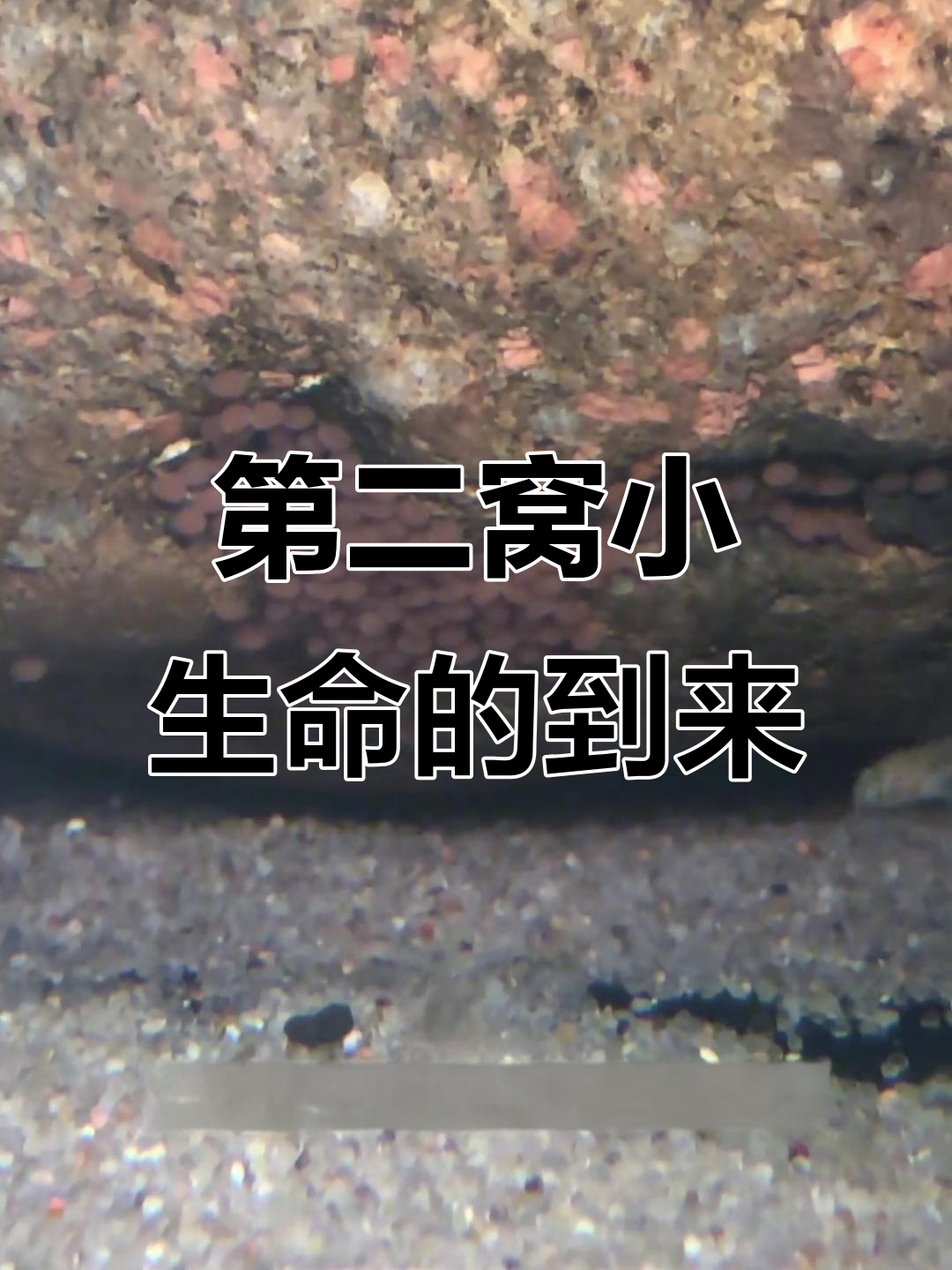 燕尾鱼第二窝诞生,石头上惊喜发现新生命