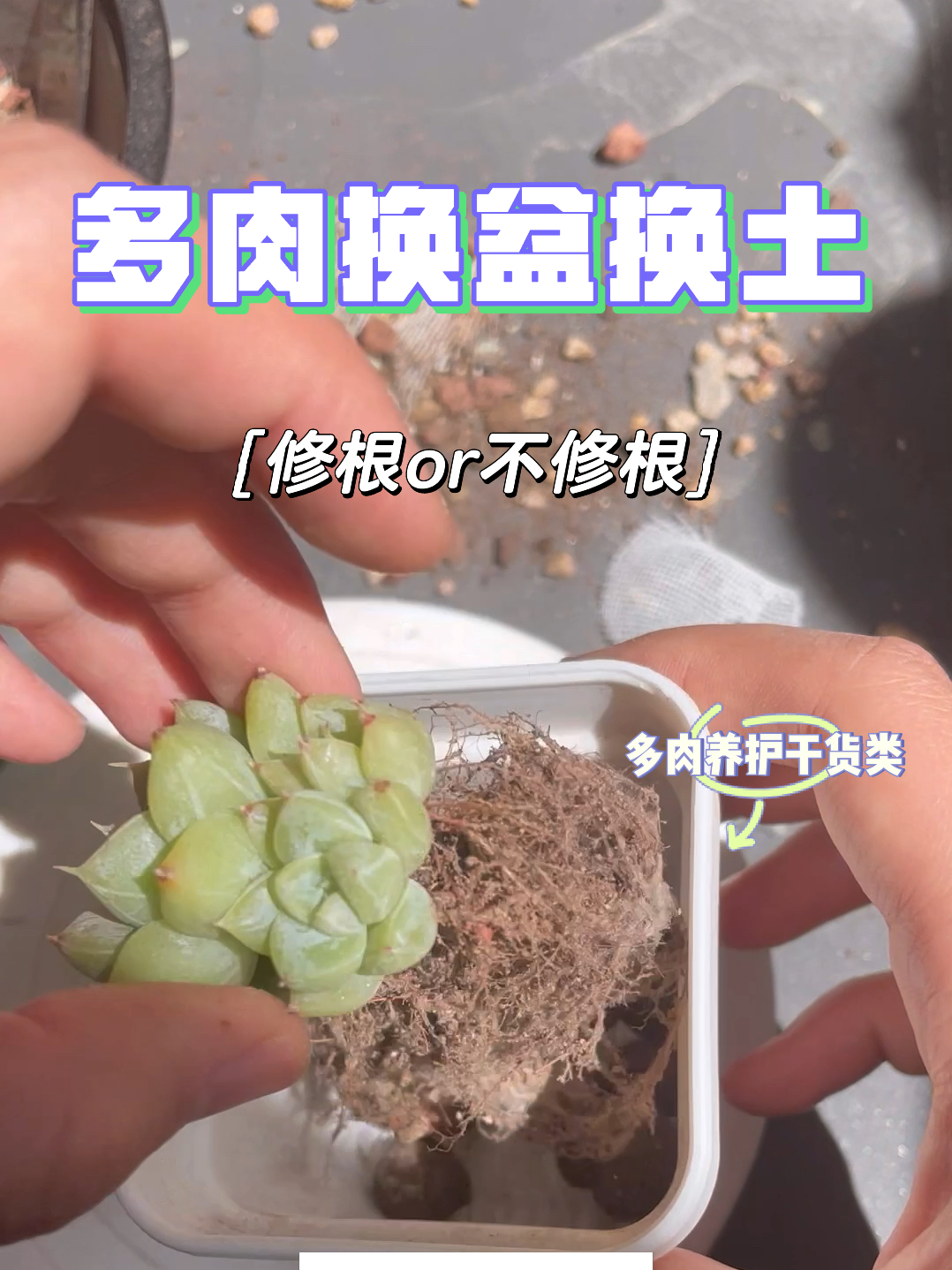 多肉换盆换土|什么情况下修根或不修根