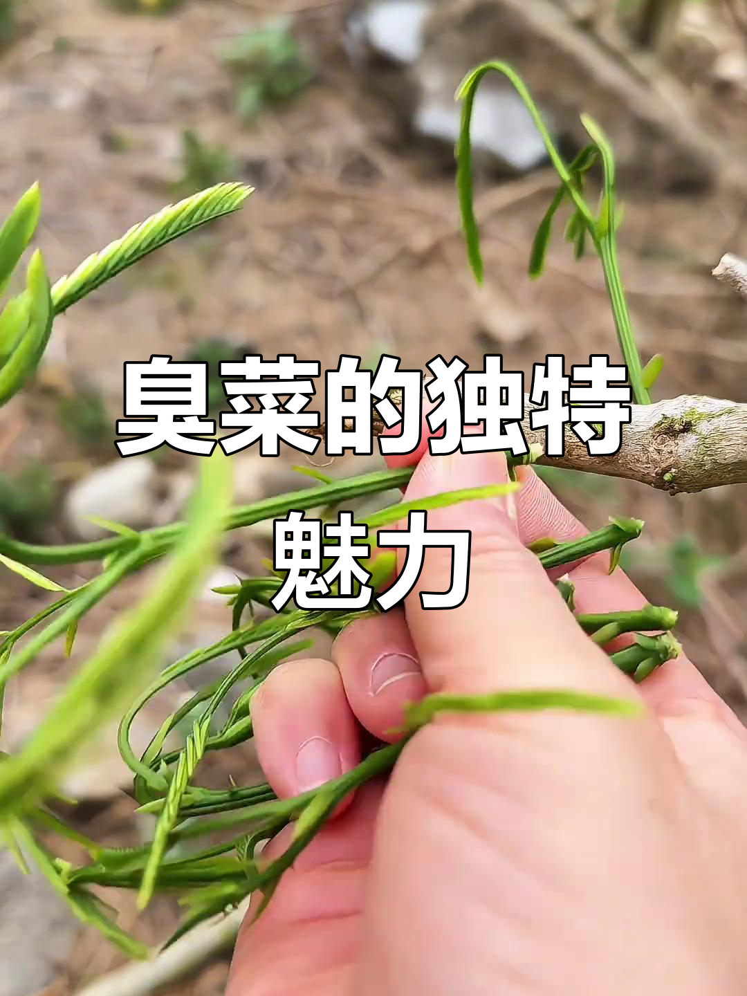 云南傣族珍爱“臭菜”,外地人避之不及,却成当地美味