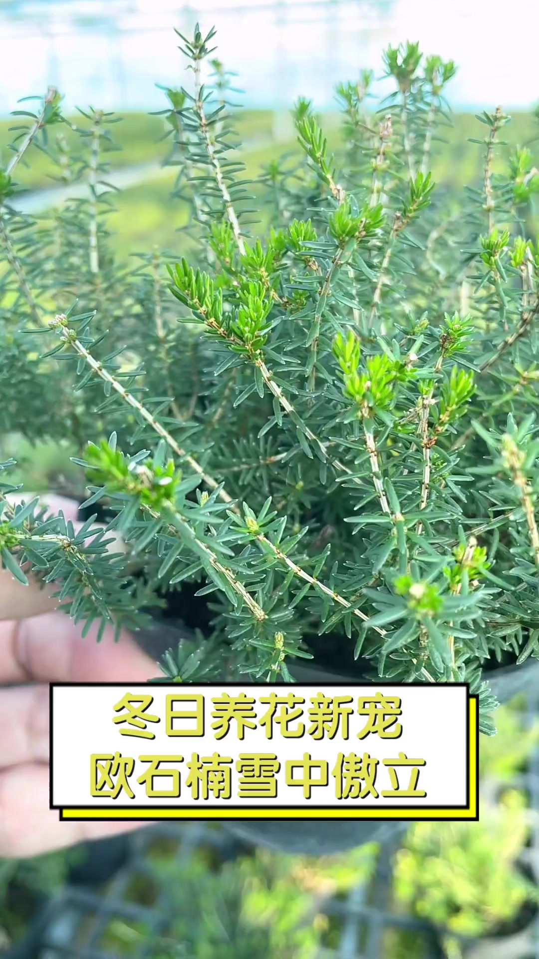 冬日养花新宠,欧石楠雪中傲立